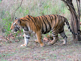 See Ranthambore Safari Timings For Tiger Sighting